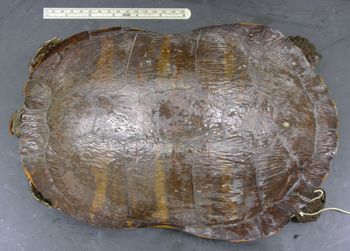 Media type: image; Herpetology R-16778